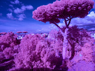 Infrared photography with inversion of the red and blue color channels. Panorama in the Tuscan...