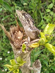 lizard on a tree