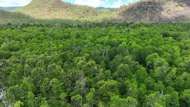 Sunda flying foxes, Acerodon mackloti, fly above the green canopy of a remote mangrove forest where they roost in Indonesia. Mangroves provide vital habitat for invertebrates, fish, birds, and fruit b