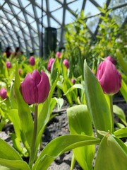 pink tulips in the garden