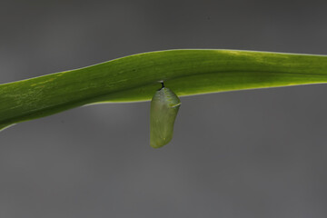 A butterfly cocoon is hanging on a leaf of a wild plant that is ready to hatch into a beautiful...