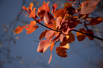 autumn leaves against sky