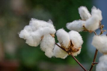 Cottons ripened in the field. White cottons at harvest time.