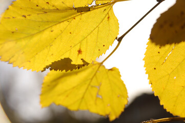 autumn leaves on the ground