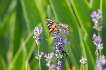 Painted Lady (Vanessa cardui) butterfly perched on lavender in Zurich, Switzerland