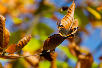 Red admiral butterfly (Vanessa Atalanta) with open wings perched on a brown leaf in Zurich,...