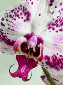 Orchid flower closeup with water drops. Macro