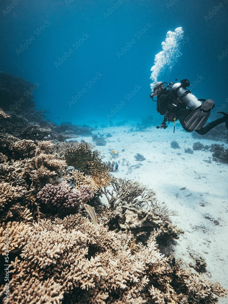 Wall mural Vertical of a diver inspecting the reef in the Red Sea.