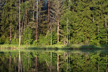 Obraz premium Lake in the forest