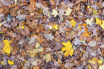Forest carpet of fallen autumn oak and maple leaves.