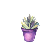 Succulent in puple ceramic pot illustration isolated. Home plants hand drawn for postcard design, interior design and your trendy design.