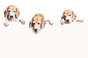 Three beagle dogs looking down at the blank sign with paws hanging over. Isolated on white...