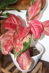 red-leafed adenium in the pot