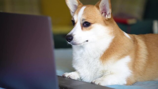 Funny dog ​​lies on the bed looking at laptop computer screen having fun. A Corgi pet lies on the couch. Little puppy with a gadget. concept online shopping