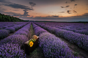 Soldier's  suitcase with a helmet in the lavender field and Sunflower