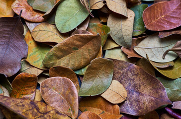 Variation of leaves and colors in autumn