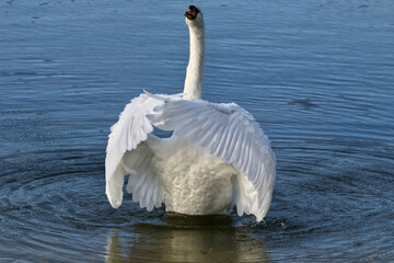 white swan with embracing wing gesture