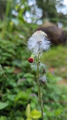 red poppy flower