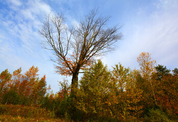 North america fall landscape trees from the bottom eastern townships Granby Quebec province Canada