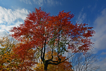 North america fall landscape trees from the bottom eastern townships Granby Quebec province Canada