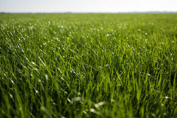 Green grass in the meadow, on a sunny day.