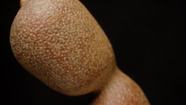 Tamarind in a shell. extreme macro, zoom. Slow falling and moving away from the object. Isolated black background. Rotation.