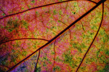 red leaf texture