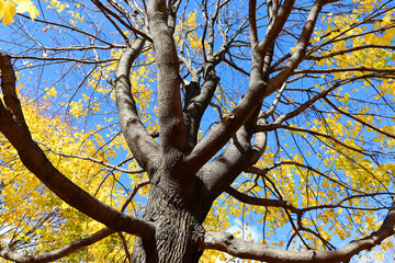 North america fall landscape trees from the bottom eastern townships Granby Quebec province Canada