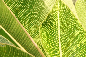 leaves of ornamental plant types of bananas