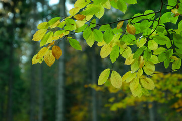 Jesienne liście © Iwona