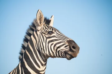 Tuinposter Portret van een zebra © Tony Campbell