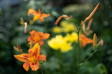 Flowers in garden. Summer flowers in flower bed. Details of nature.