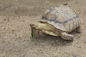 Obraz premium Sulcata tortoise in the garden at thailand