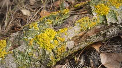 Green moss on the bark of a log