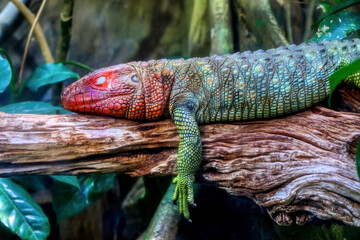 Portrait of a northern caiman lizard sleeping on the branch of a tree