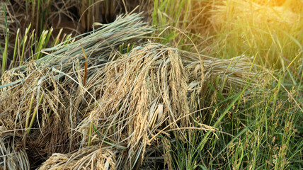 Harvested yellowish ears of rice are in the rice field and awaiting for threshing by farmers                               