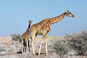 Steppengiraffe mit Jungtier im Etoscha Nationalpark in Namibia. 