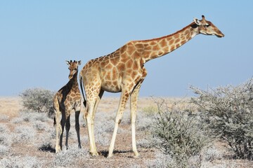 Steppengiraffe mit Jungtier im Etoscha Nationalpark in Namibia. 