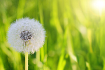 Fluffy texture of a white dandelion flower close-up. The concept of fragility. spring time.