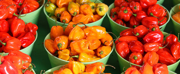 Unripe habaneros are green, and they color as they mature. The most common color variants are...
