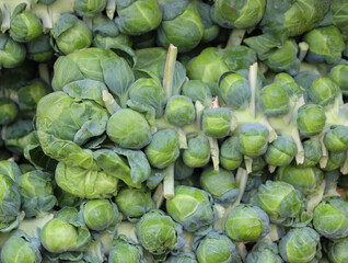 Brussels sprout is a member of the Gemmifera Group of cabbages (Brassica oleracea), grown for its edible buds.