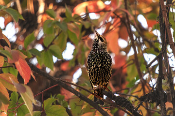 when starling season comes your job to start migration needs good nutrition
