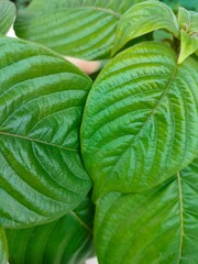 green leaf background