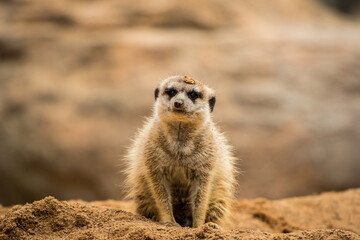 Fototapeta premium meerkat on the lookout