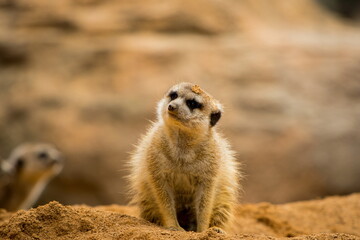 Fototapeta premium meerkat on the lookout