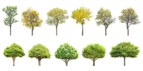 Collection Trees and bonsai green leaves and some with yellow flowers. total 11 trees. (png) The Ratchaphruek tree is blooming bright yellow.