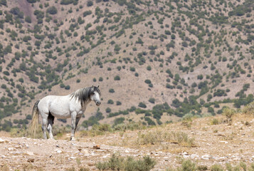 Beautiful Wild Horse in the Utah Desert in Summer