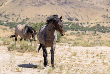 Beautiful Wild Horse in the Utah Desert in Summer