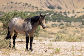 Beautiful Wild Horse in the Utah Desert in Summer