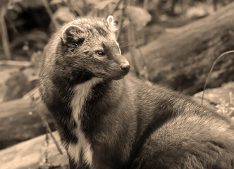 The fisher cat is a small, carnivorous mammal native to North America, a forest-dwelling creature...